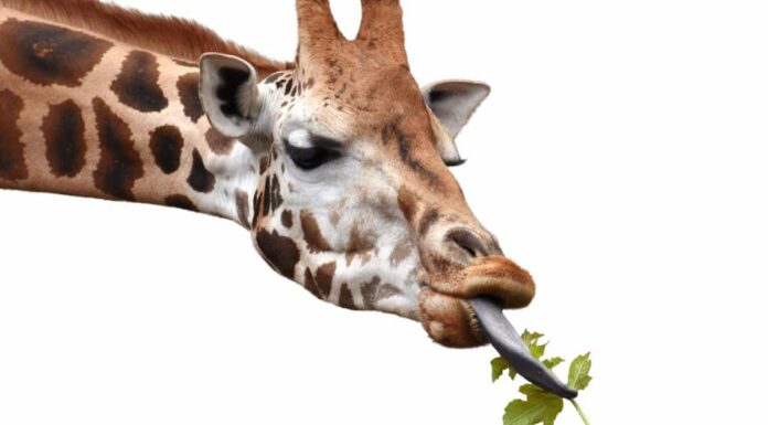 What Do Giraffes Eat