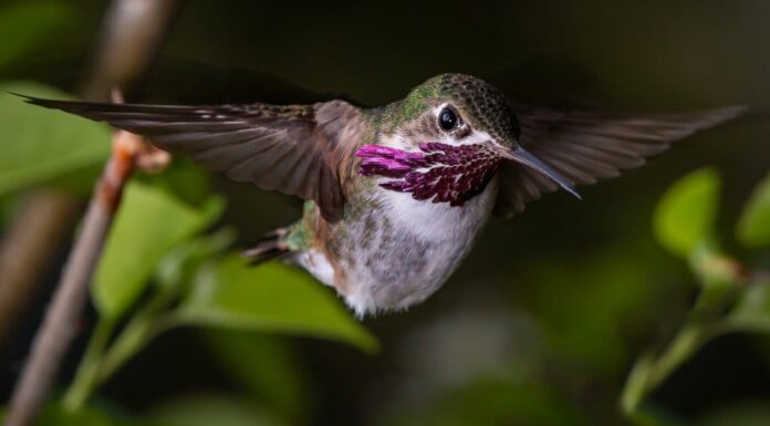 Incontra il colibrì: l'uccello che può volare all'indietro
