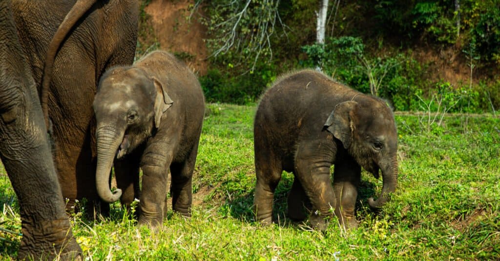 Gemelli elefanti - due elefantini con la madre