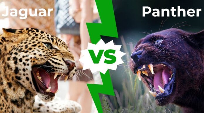 Jaguar vs Panther: 6 differenze chiave spiegate
