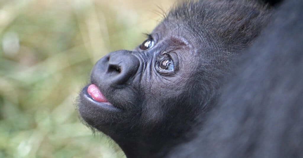 baby gorilla - neonato gorilla