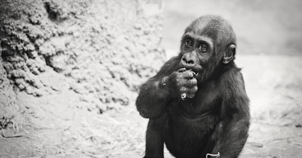 gorilla baby - gorilla neonato che mangia