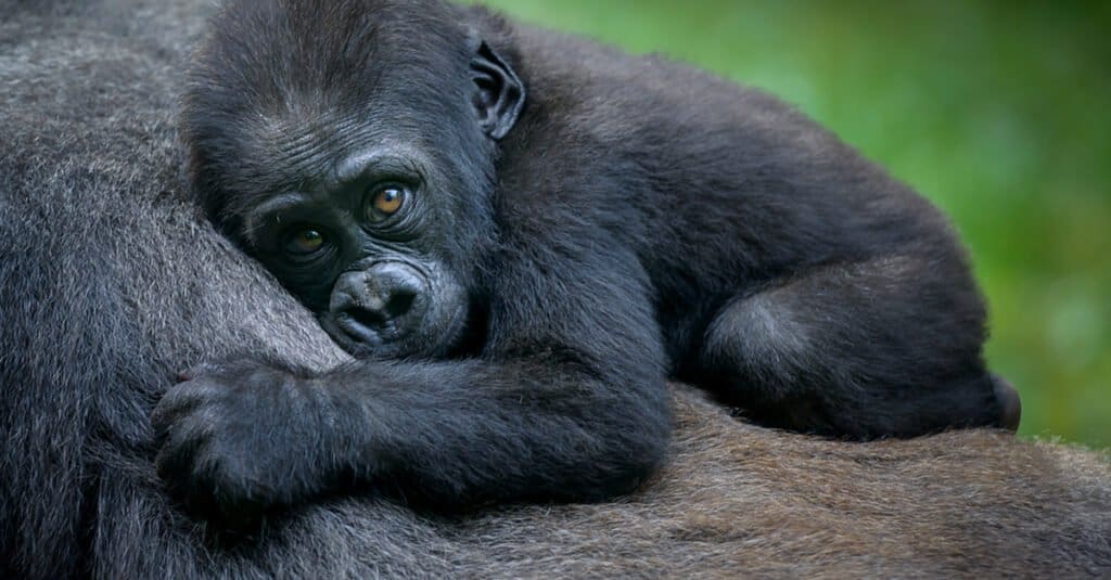 baby gorilla - piccolo gorilla e madre