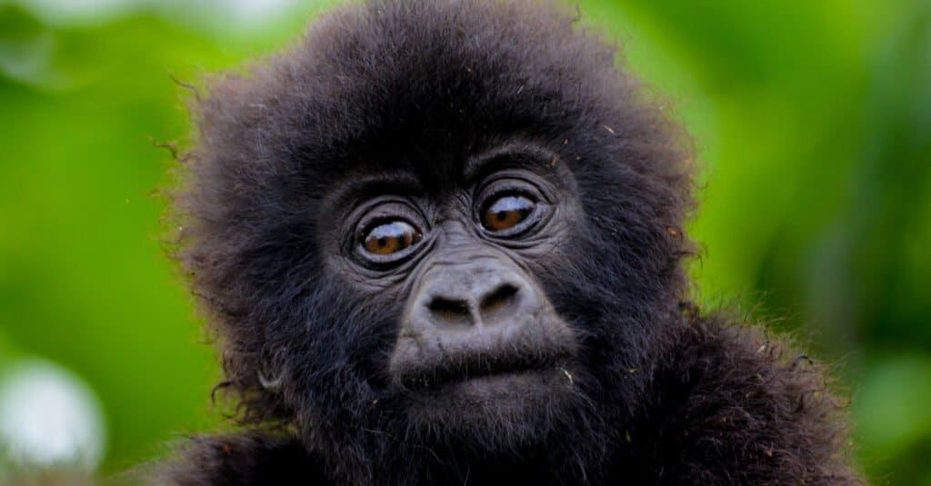 baby gorilla - adorabile gorilla primo piano