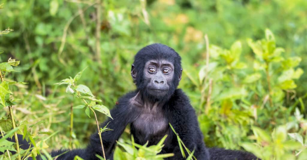 baby gorilla - il piccolo gorilla si aggrappa a sua madre