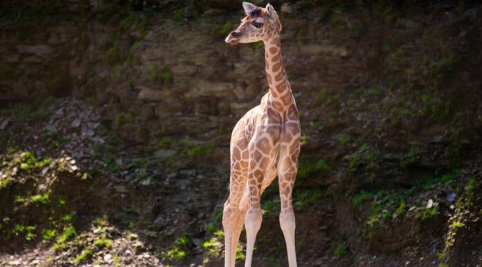 baby giraffe - sleeping