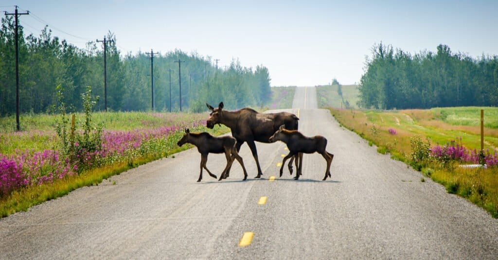 baby alce - due vitelli alci attraversano la strada