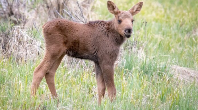 baby moose - tiny moose lays in the grass