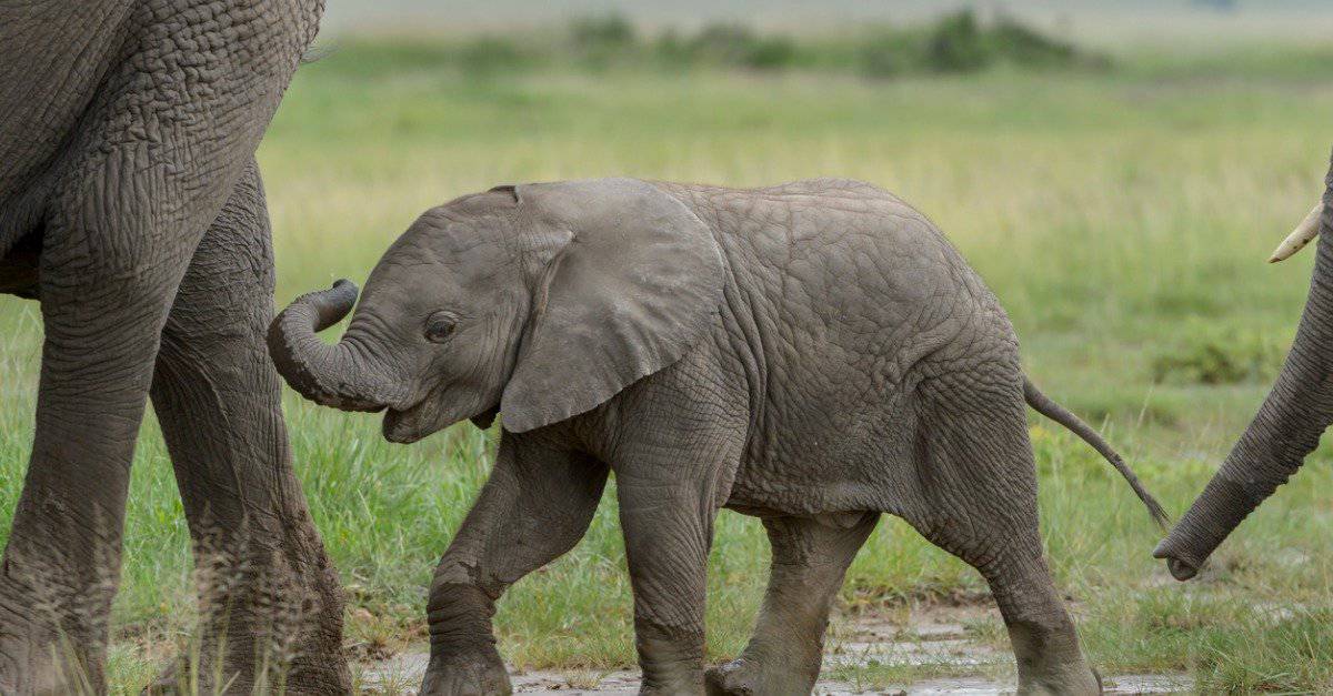 Elefantino - Elefante asiatico