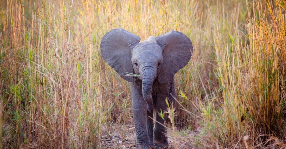 elefantino - il cucciolo di elefante cammina nella savana
