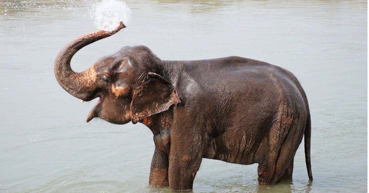 cucciolo di elefante-vitello di elefante fa una doccia