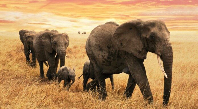 Guarda una famiglia di elefanti invadere la hall di un hotel e servirsi di una colazione continentale
