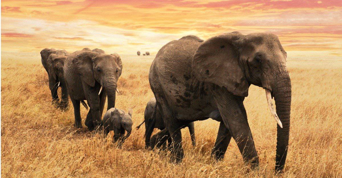 elefantino - sfilata di elefanti