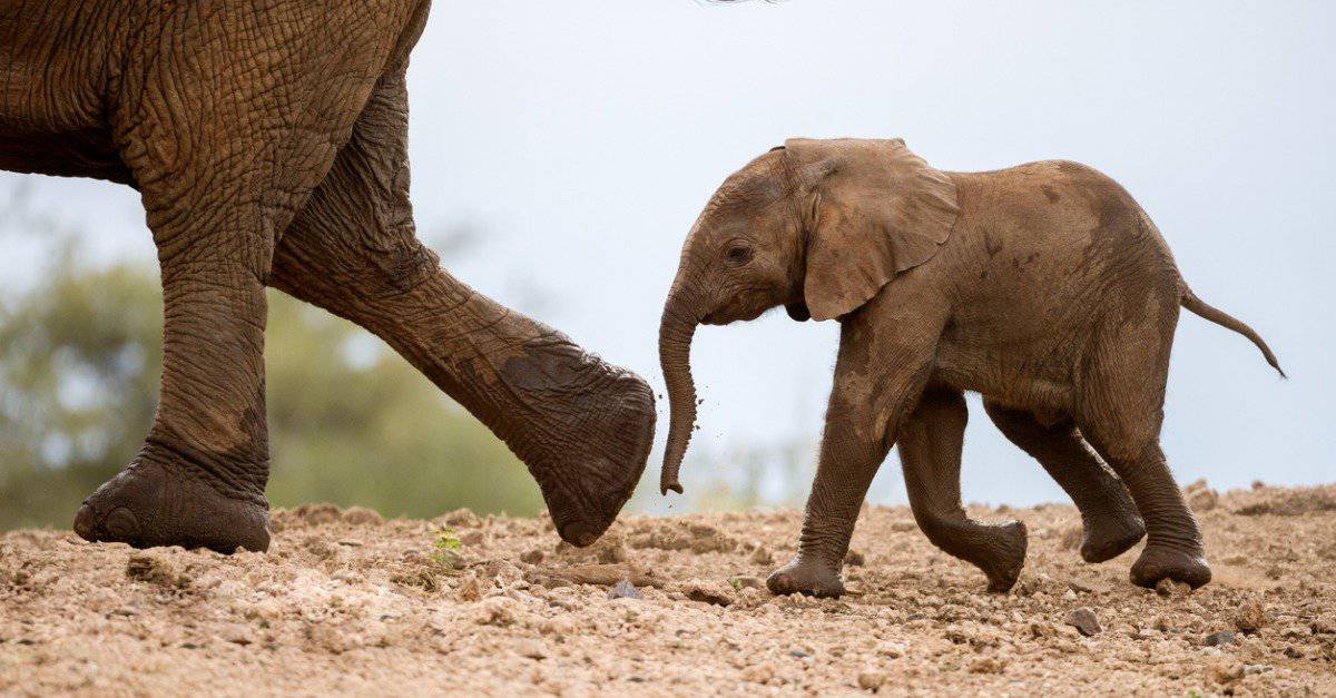 Elefantino - Piccolo elefante