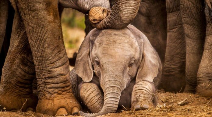 Come si chiama un elefantino e altri 9 fatti sorprendenti!
