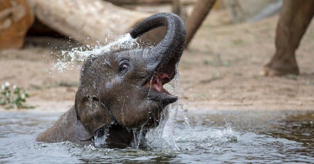 elefante-indiano-che-gioca-in-acqua