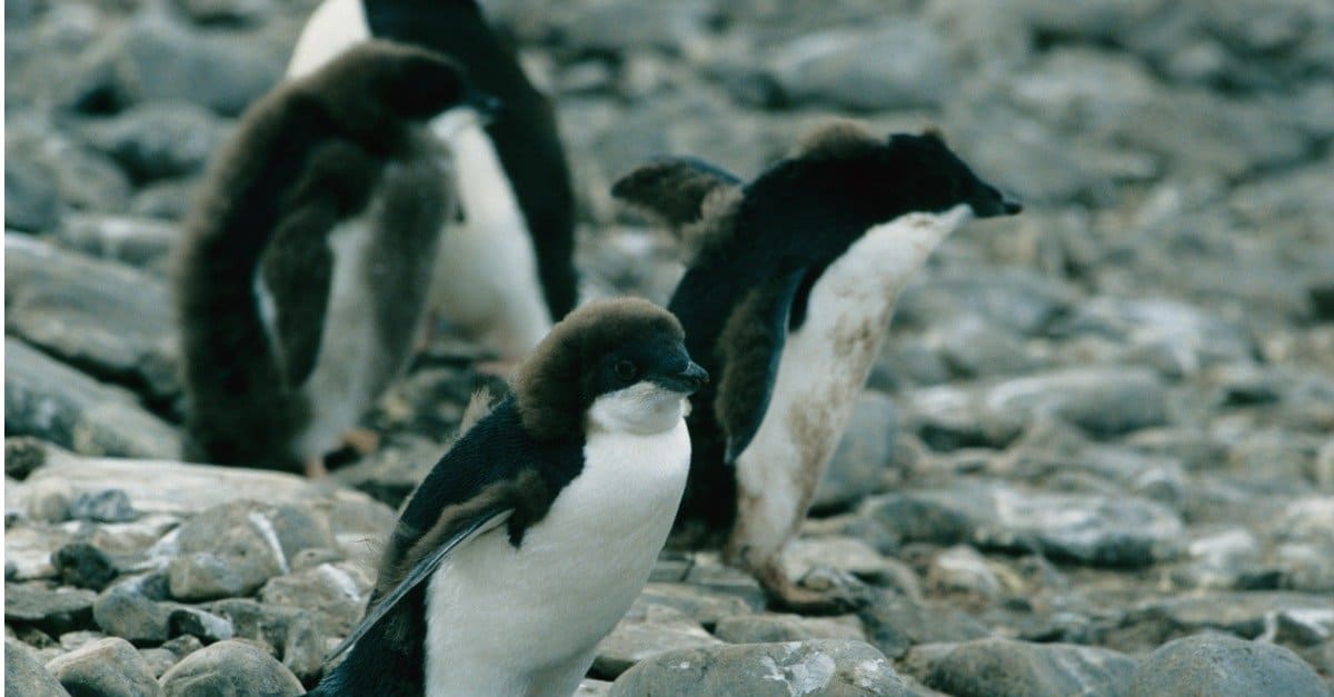 baby pinguino - un gruppo di pulcini di pinguino