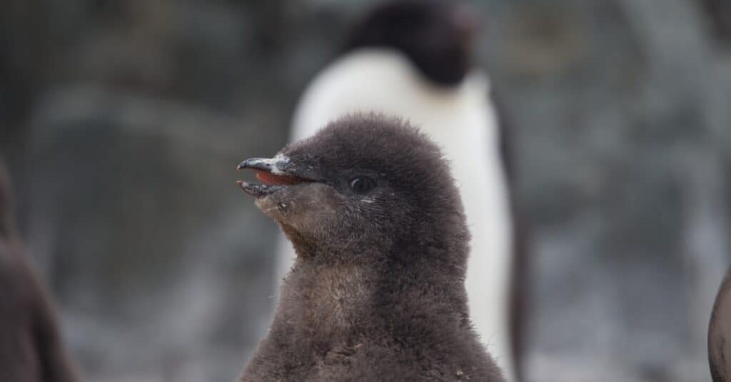 baby pinguino - primo piano di un pulcino di pinguino