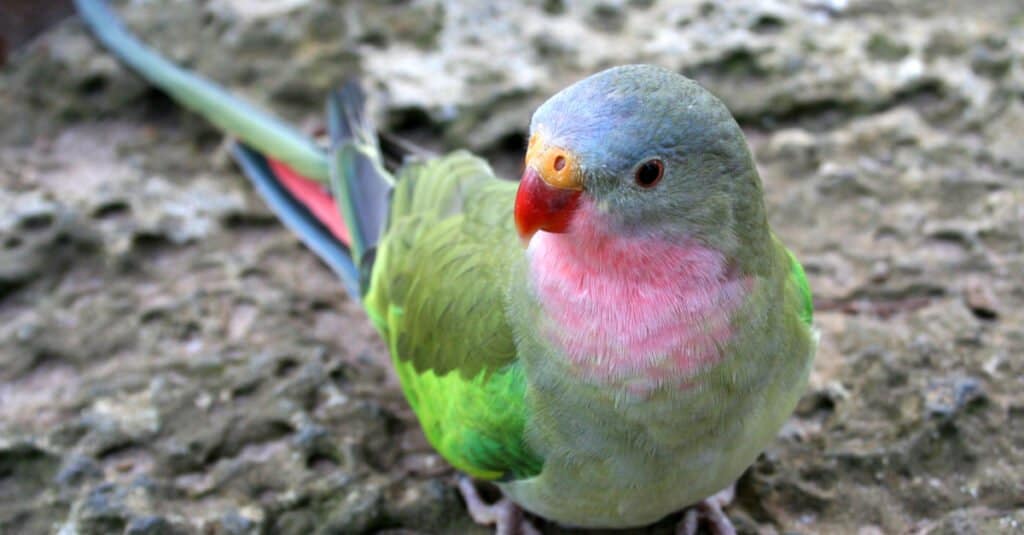 Il pappagallo di Alexandra