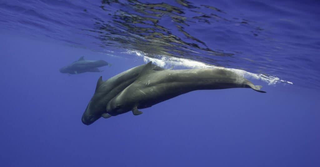 I delfini più grandi sono balene pilota a pinne corte