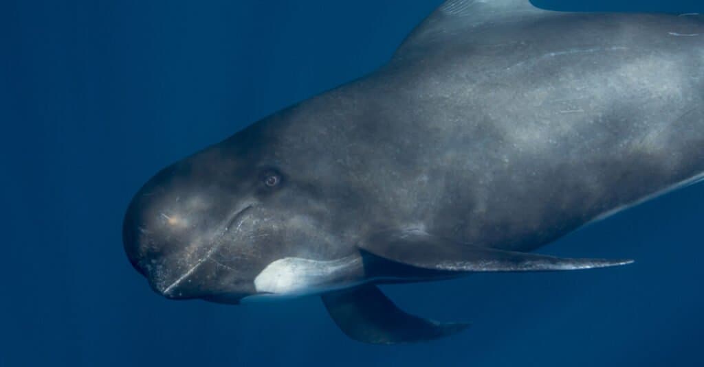 I delfini più grandi sono i globicefali lunghi