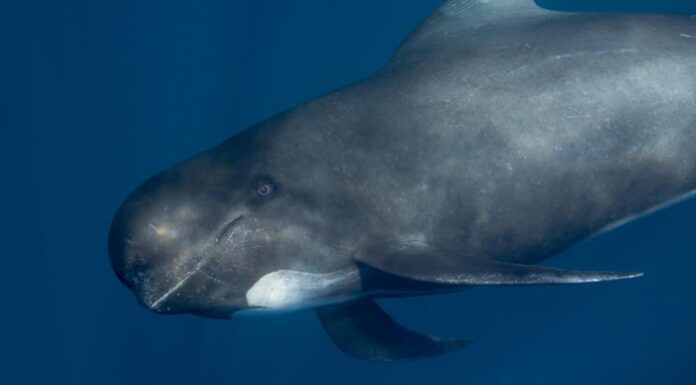 Largest dolphin - rough-toothed dolphin 