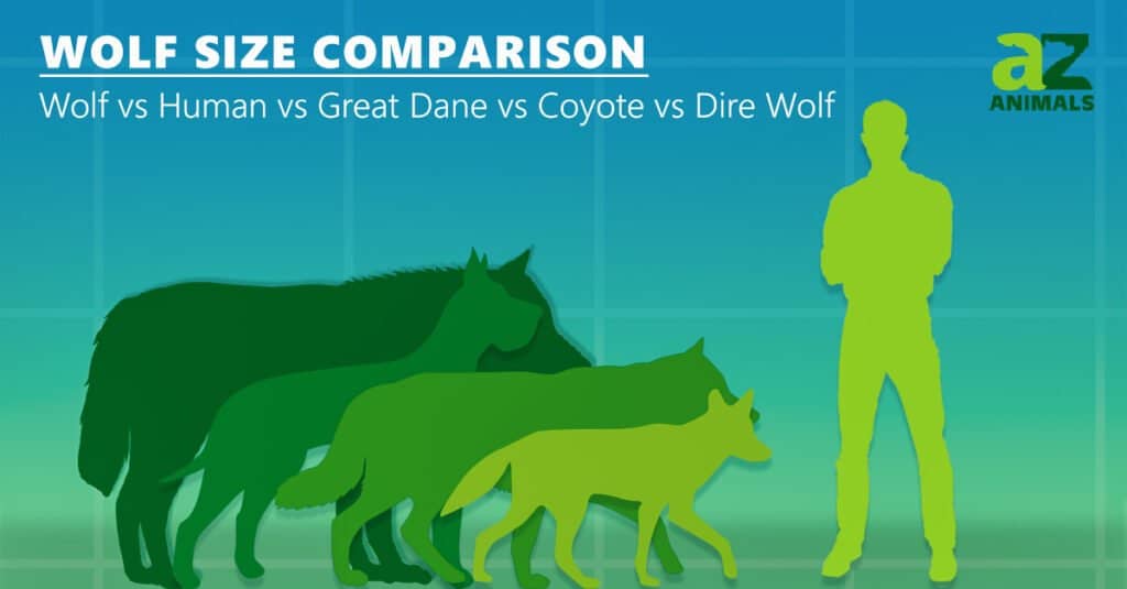 Confronto delle dimensioni del lupo - Dire Wolf vs Great Dane vs Wolf vs Coyote vs Human