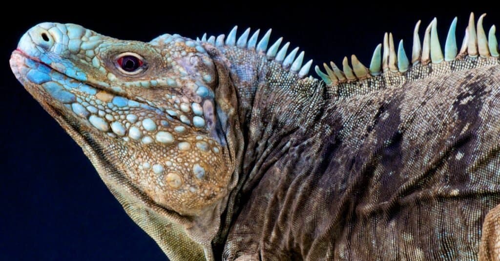 Iguane più grandi - iguana di roccia blu