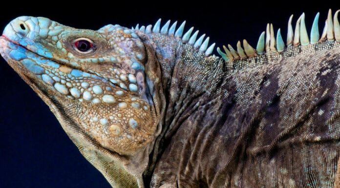 Largest iguana - pair of chuckwallas 