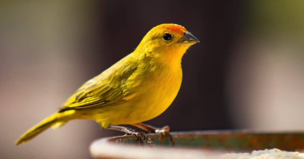uccelli dalle belle canzoni: canarino