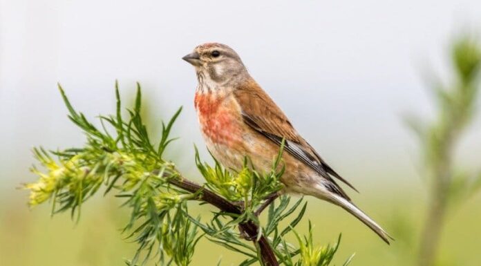 10 uccelli che cantano: le canzoni di uccelli più belle del mondo
