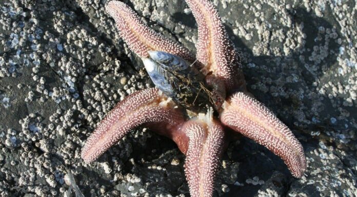 What Do Starfish Eat