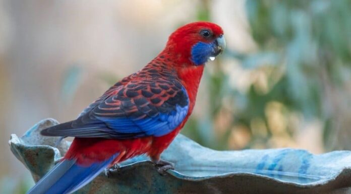 I 7 uccelli più colorati del mondo

