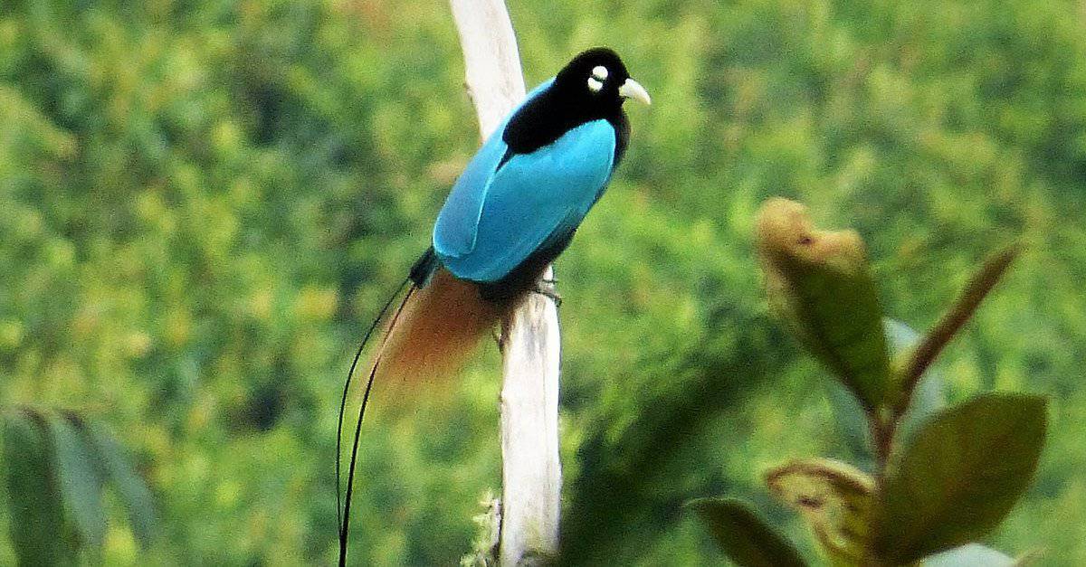 Incredibile animale della foresta pluviale blu uccello del paradiso