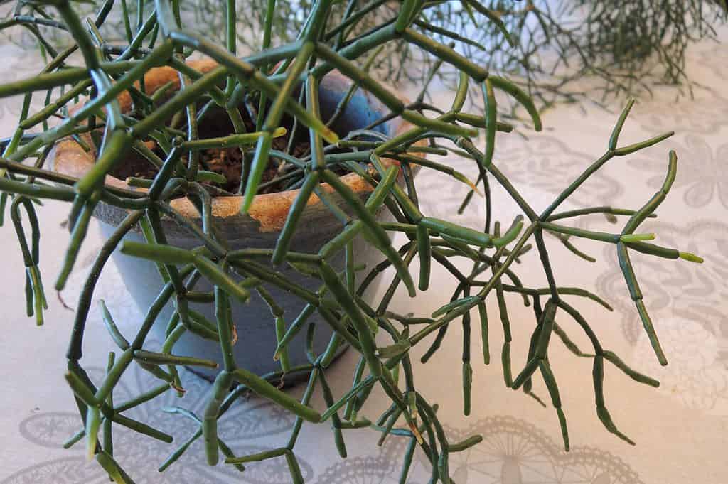 Hatiora salicornioides, cactus con ossa danzanti