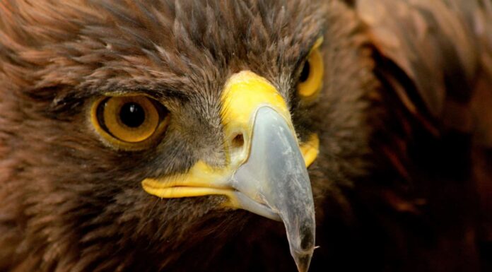 Aquila reale: uccello nazionale del Messico
