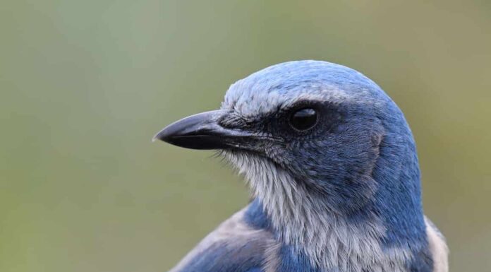 Scopri 12 uccelli blu in Florida
