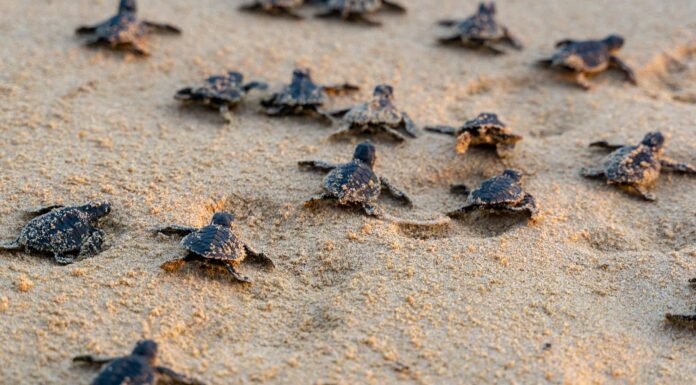 Guarda centinaia di cuccioli di tartaruga che si schiudono e corrono verso l'oceano
