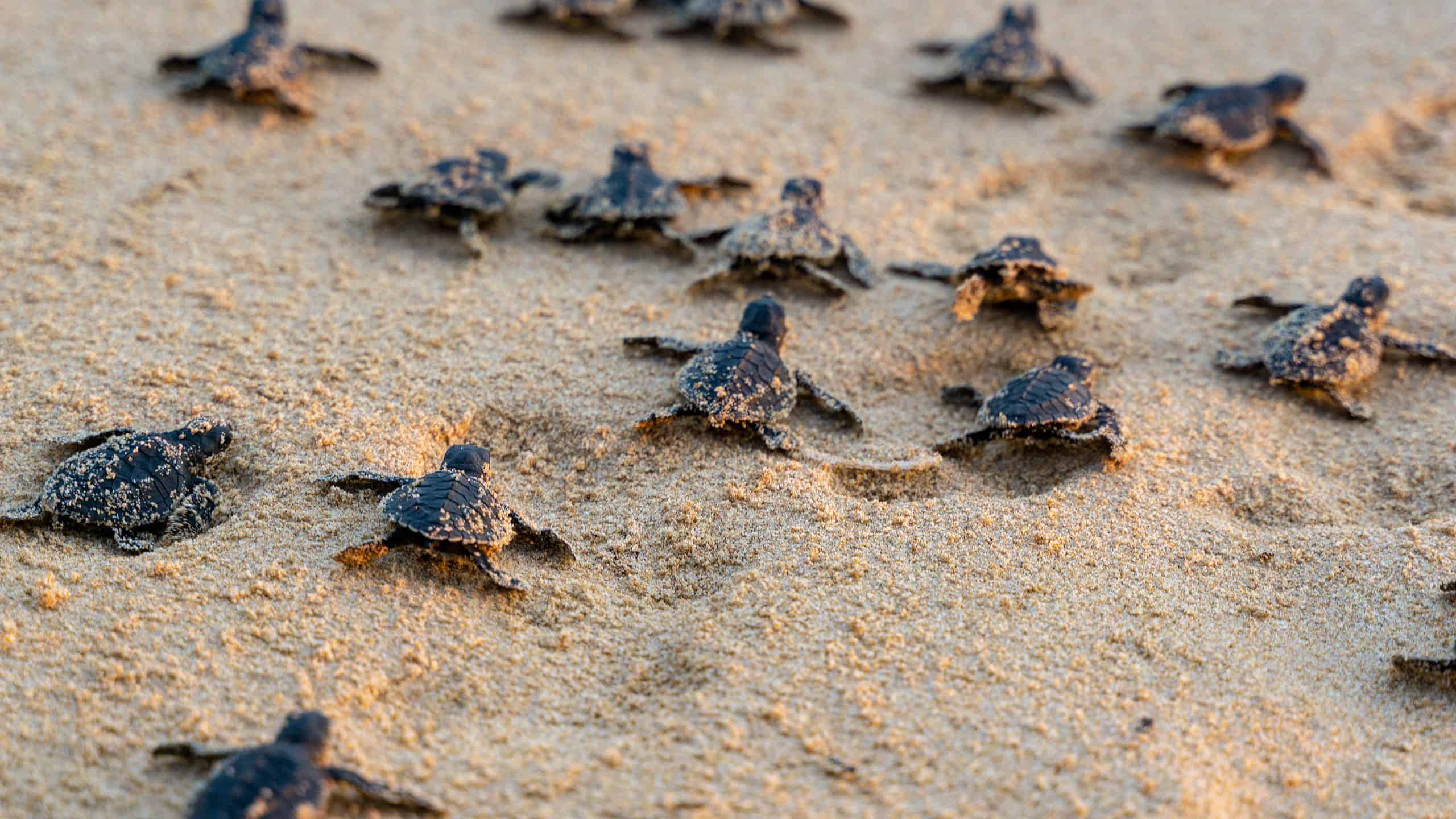 Piccole tartarughe marine che corrono verso l'oceano