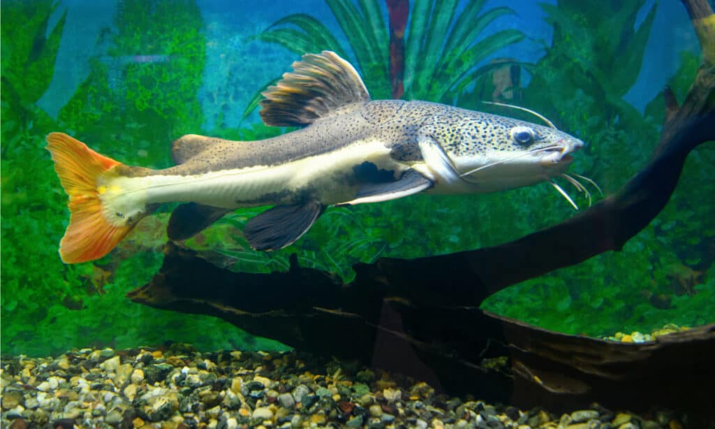 Pesce gatto dalla coda rossa nell'acquario.  Il pesce gatto dalla coda rossa è una delle tre specie giganti di pesce gatto dell'Amazzonia.