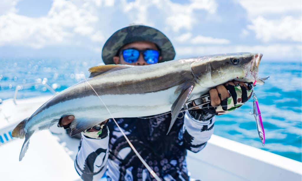 Un pescatore con un cobia appena pescato.  Il cobia ha un corpo cilindrico e pinne eleganti.