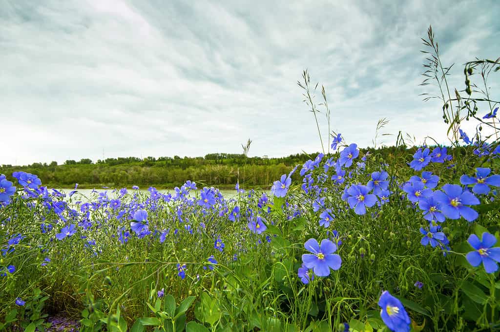 Lino della prateria (Linum lewisii)