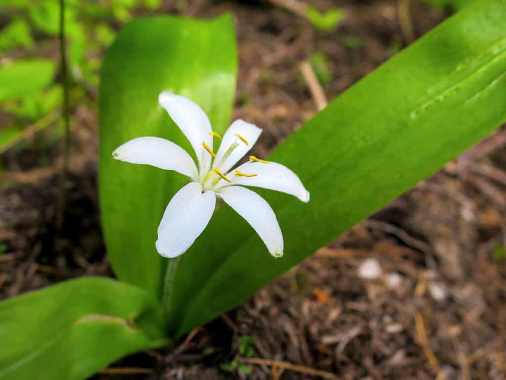 Fauna selvatica animale, fiore, foresta, colore verde