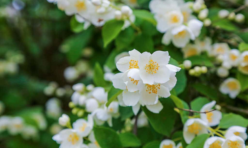 Sfondi, Corniolo, Fiore, Aromaterapia, Bellezza