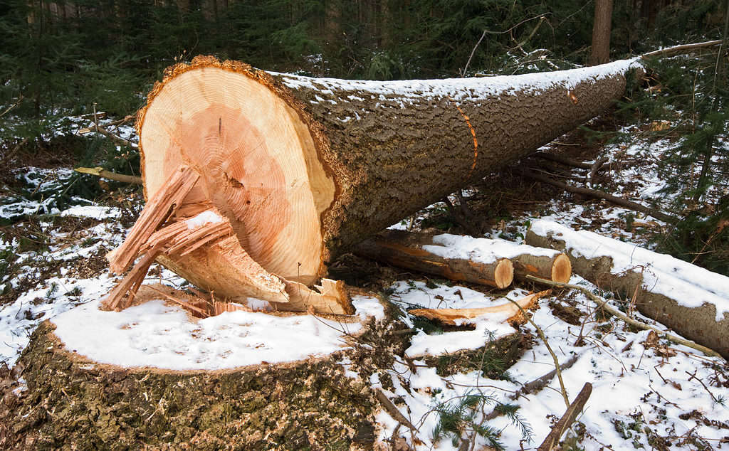 L'abete di Douglas è un popolare albero di legno da legname