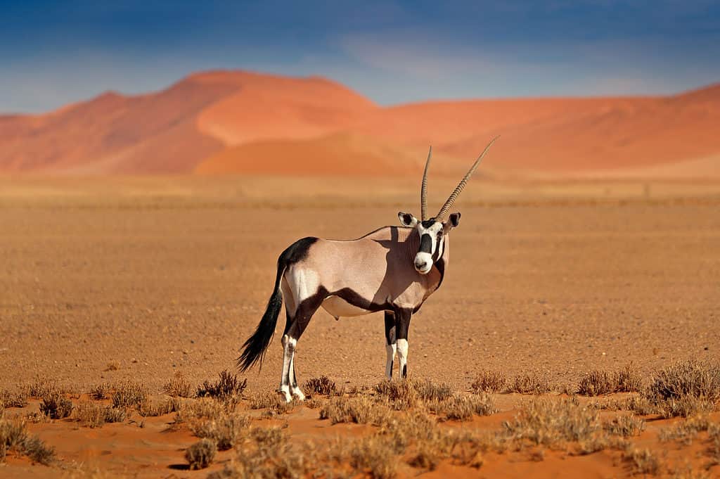 gemsbok nel deserto