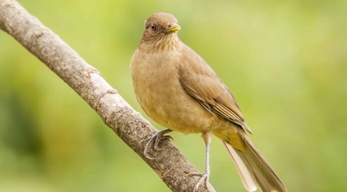 Il tordo color argilla: l'uccello nazionale del Costa Rica
