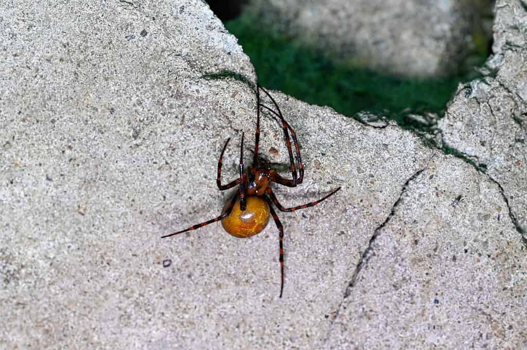 Ragno europeo delle caverne (Meta menardi)