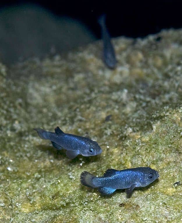Pesce palla del diavolo (Cyprinodon diabolis)