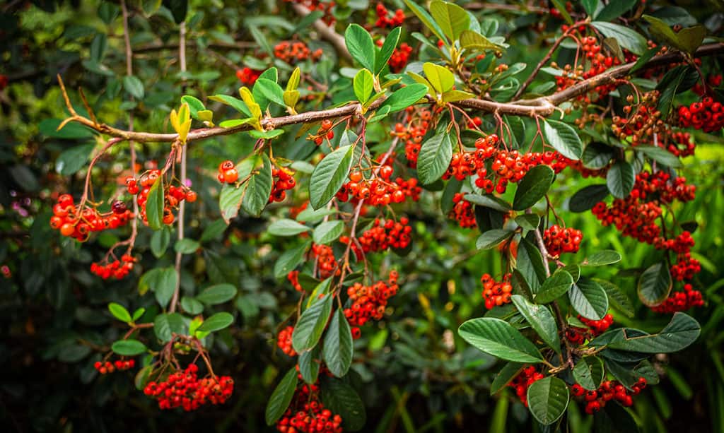 Bellezza naturale, bacca, frutti di bosco, botanica